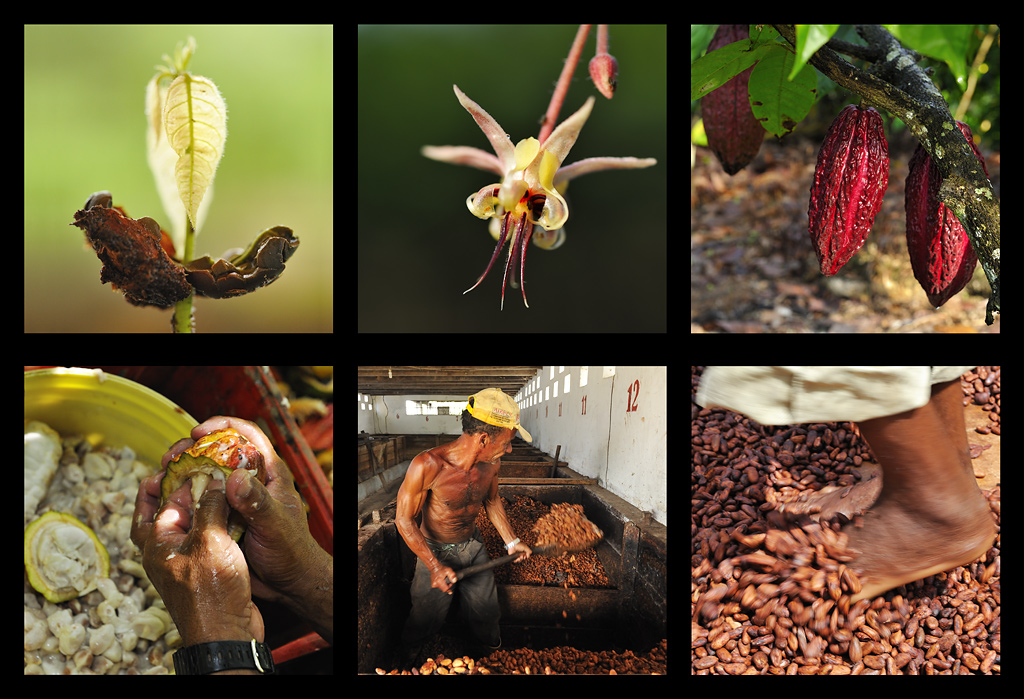 Cocoa cultivation in Brazil
