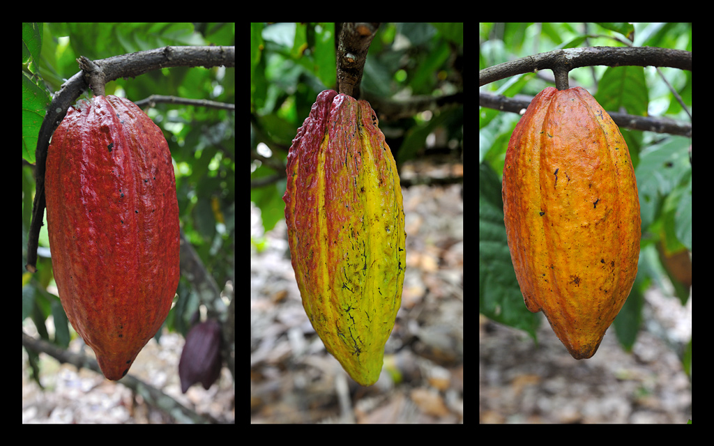 Cocoa Pods