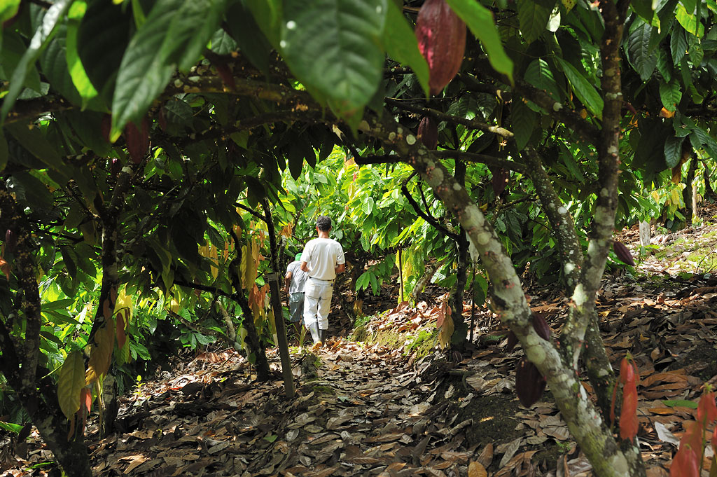 On the cocoa plantation