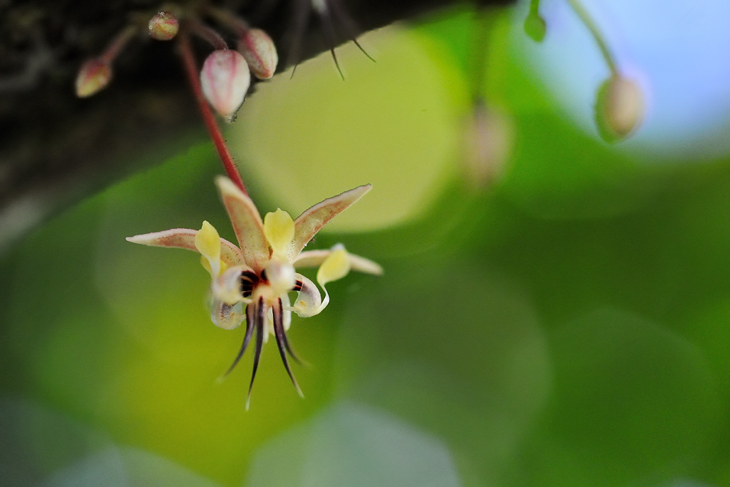Cocoa Flower
