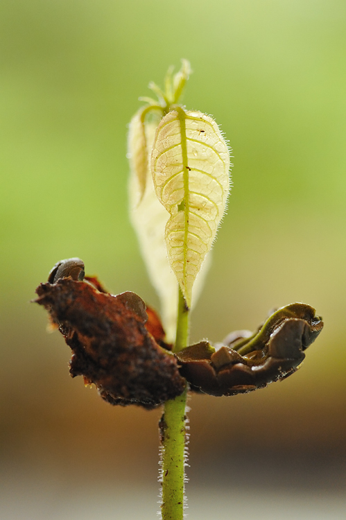 Seedling of the cocoa tree