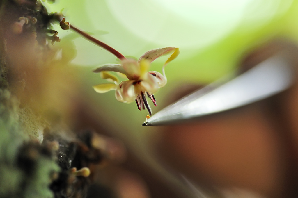 Artificial pollination of a cocoa flower