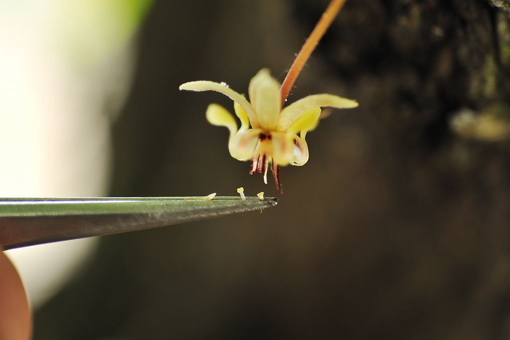 Artificial pollination of a cocoa flower