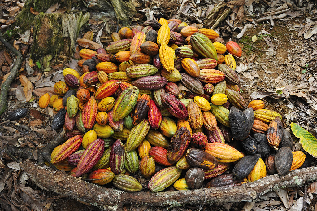 Pile of Cocoa Pods
