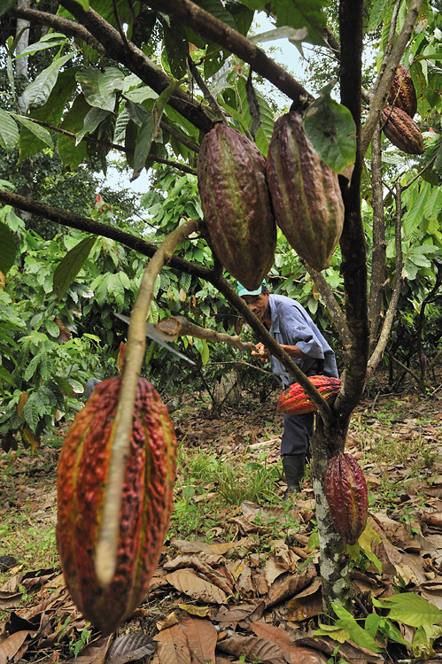 Cocoa Harvest