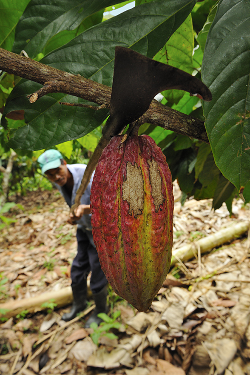 Cocoa Harvest