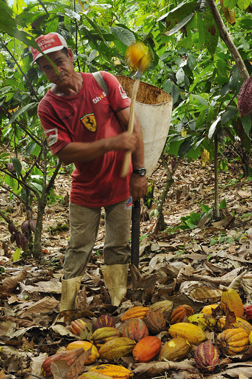 Gathering the Cocoa Pods ('bandeirar o cacau')