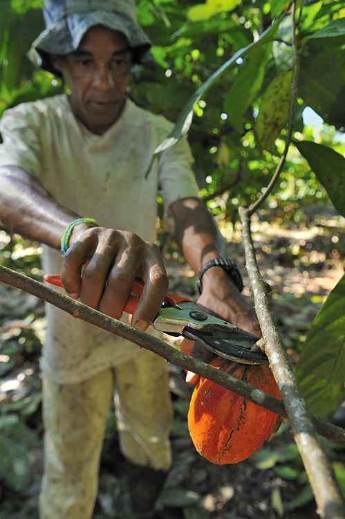 Cocoa Harvest with Garden Shears