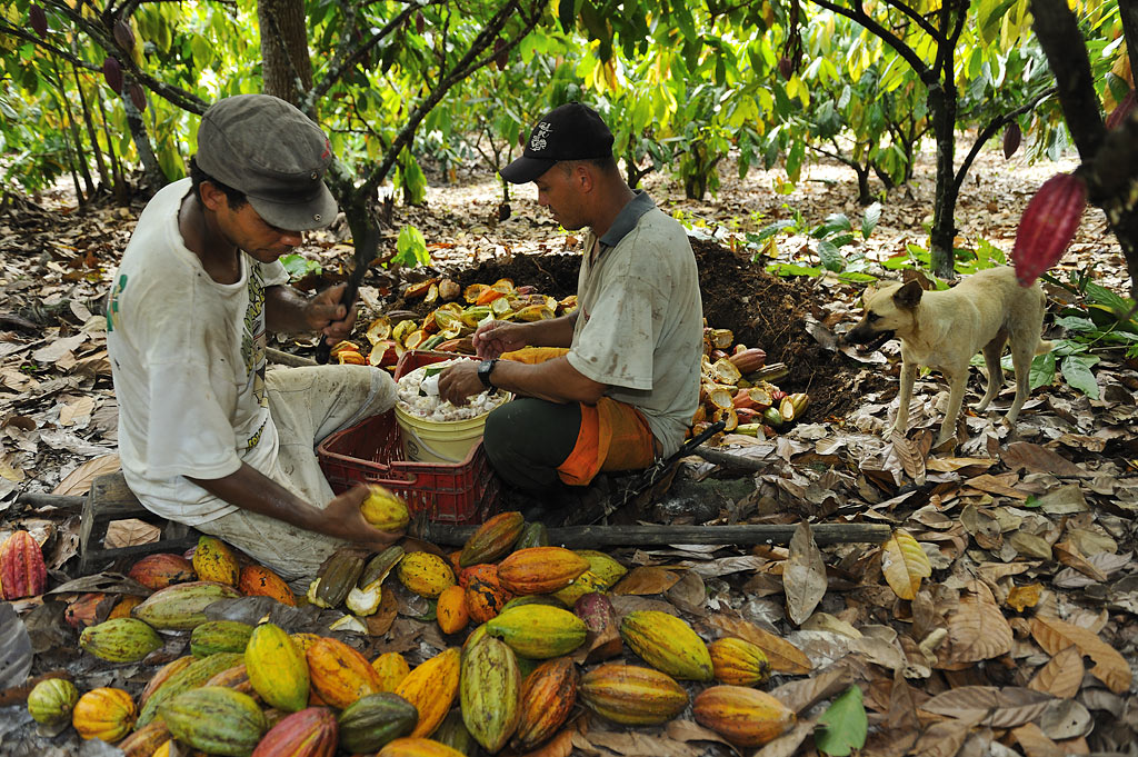 Cocoa harvest: splitting the pods