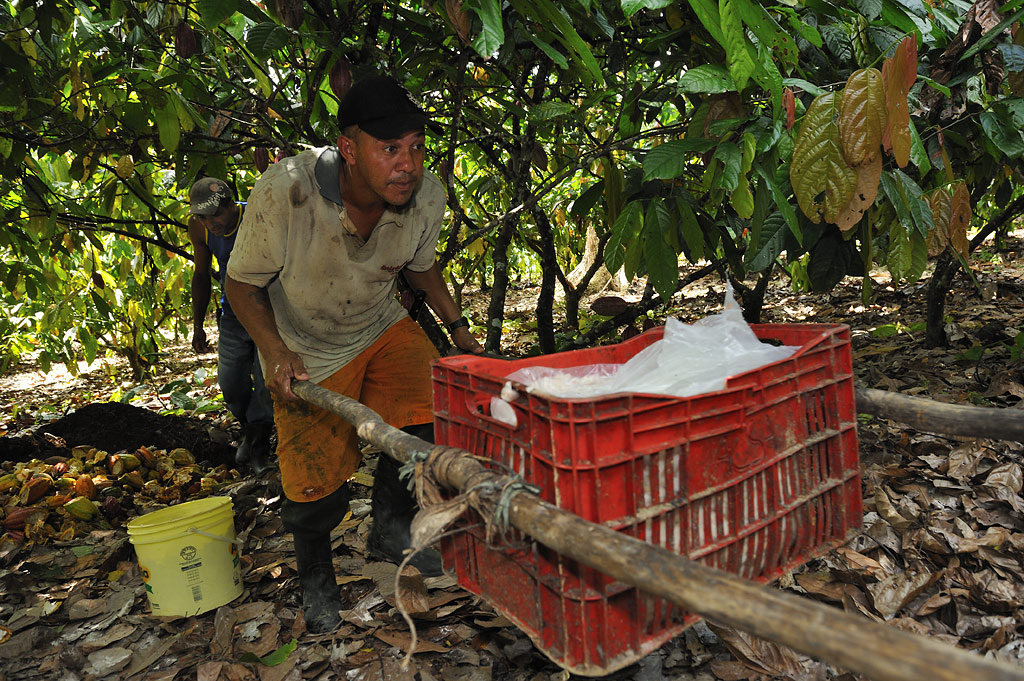 Cocoa harvest: taking away the beans