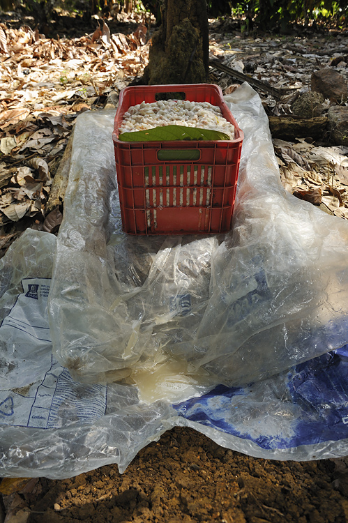 Production of cocoa-honey