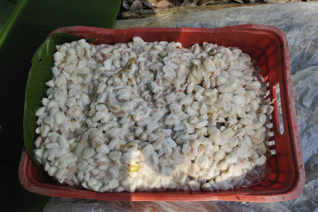 Freshly harvested cocoa seeds