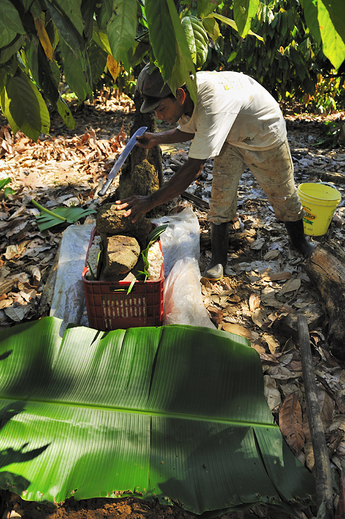 Production of cocoa-honey