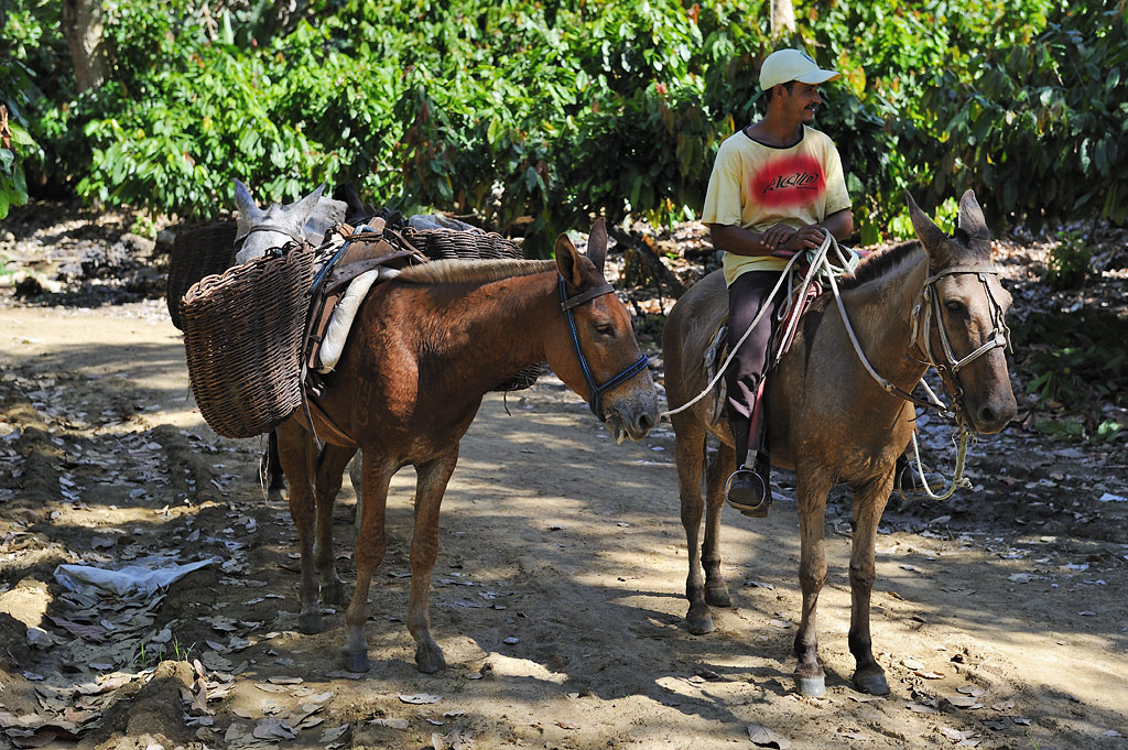 The drover transports the fresh cocoa seeds