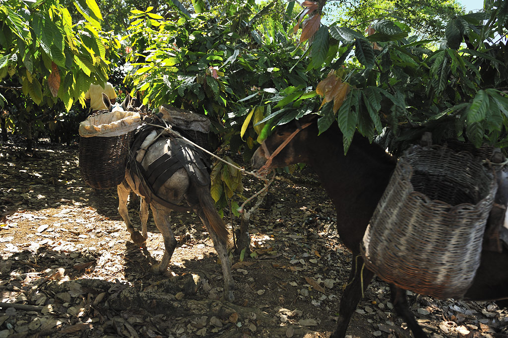 The mule herd on the plantation