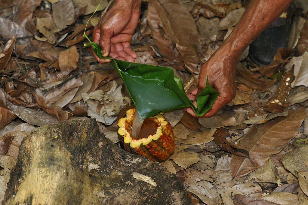 Stealing the cocoa-honey