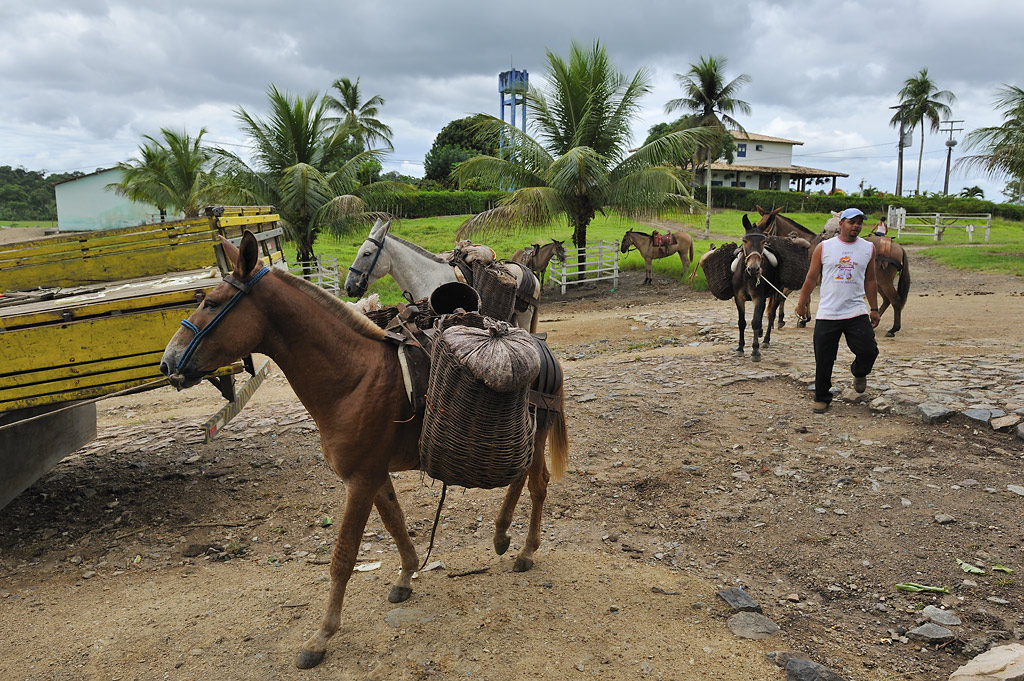 Arrival of the cocoa harvest