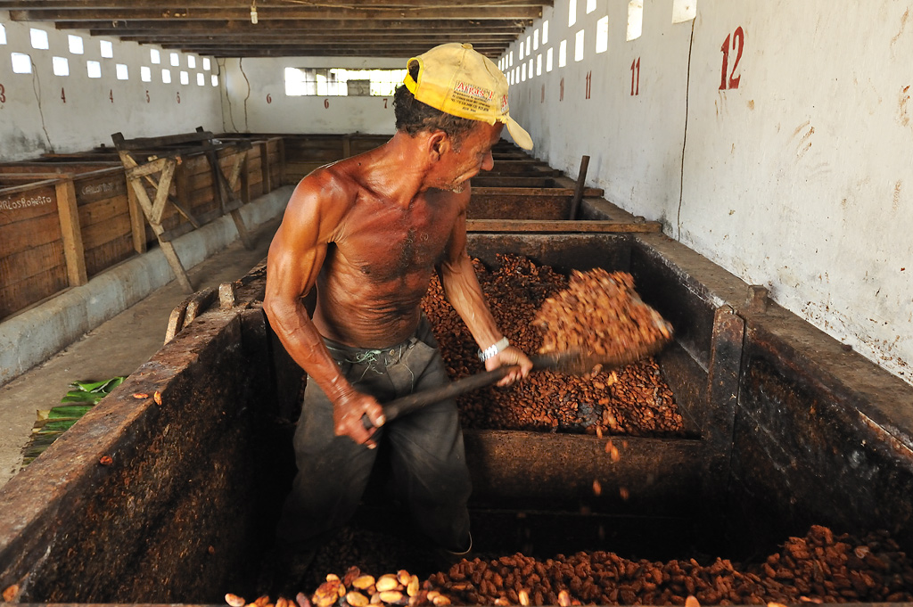 Manuel redistributes the cocoa