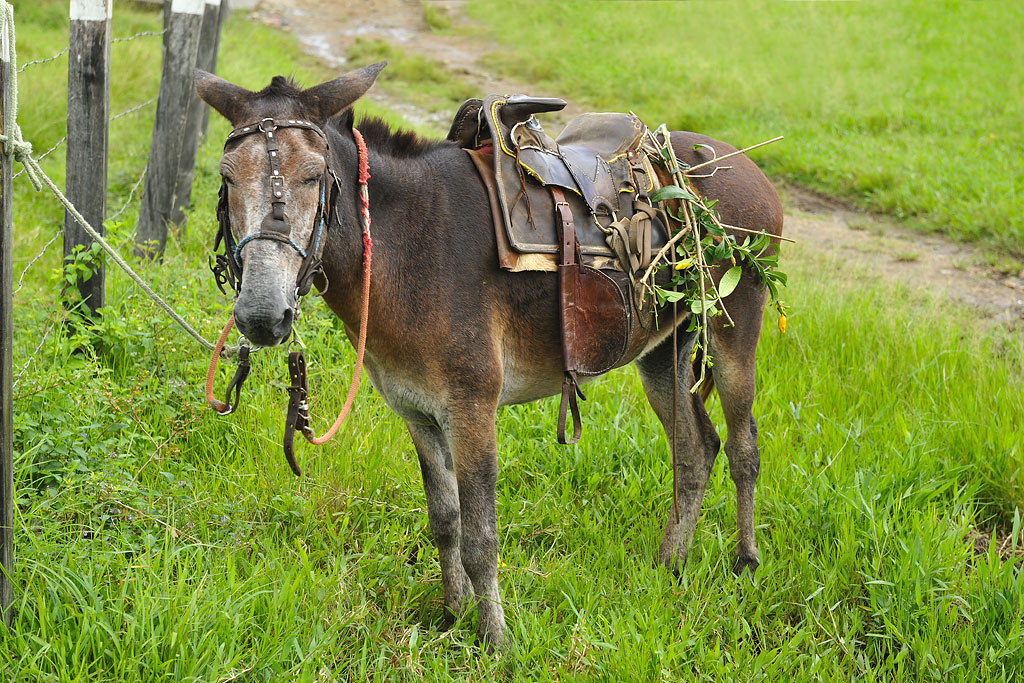 The most senior member of the herd