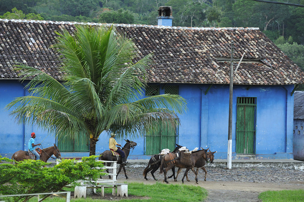 The mules en route to the fermentation house