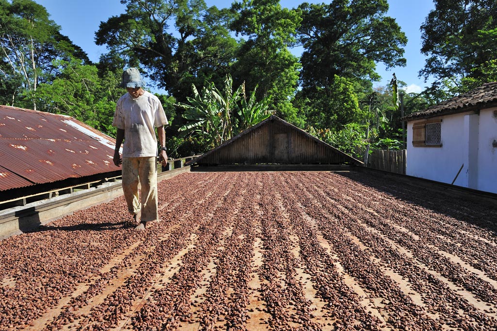 Drying cocoa