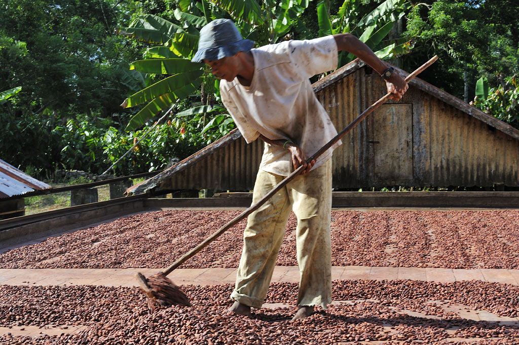 Turning cocoa