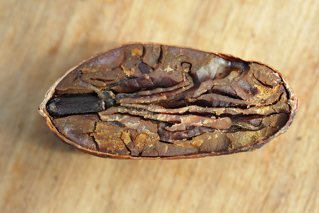 Longitudinal cross-section of a cocoa bean