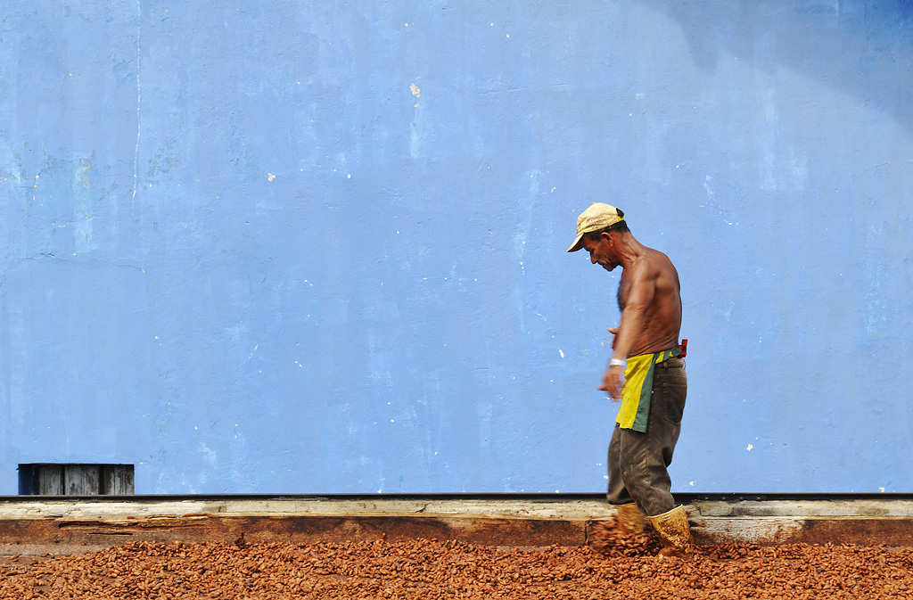 Drying cocoa