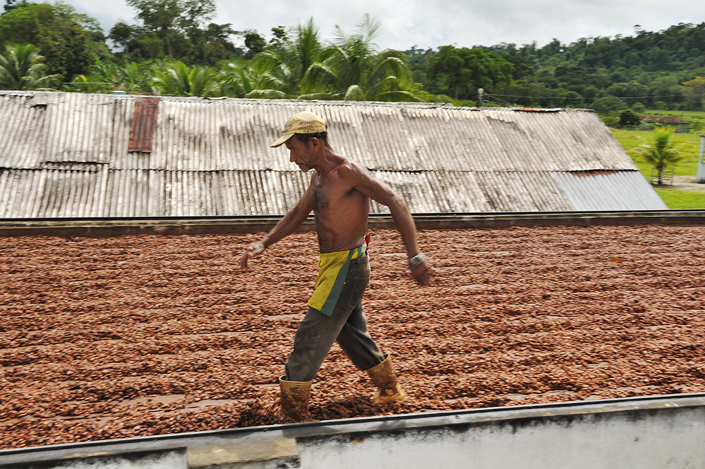 Drying cocoa