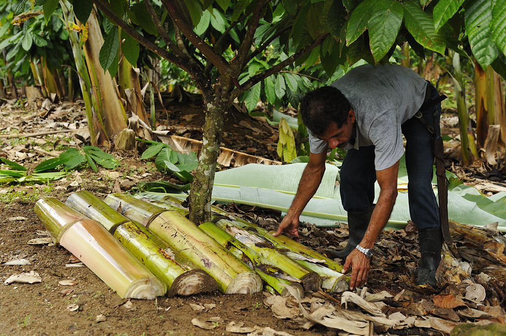 Mulching ('cobertura-morta')