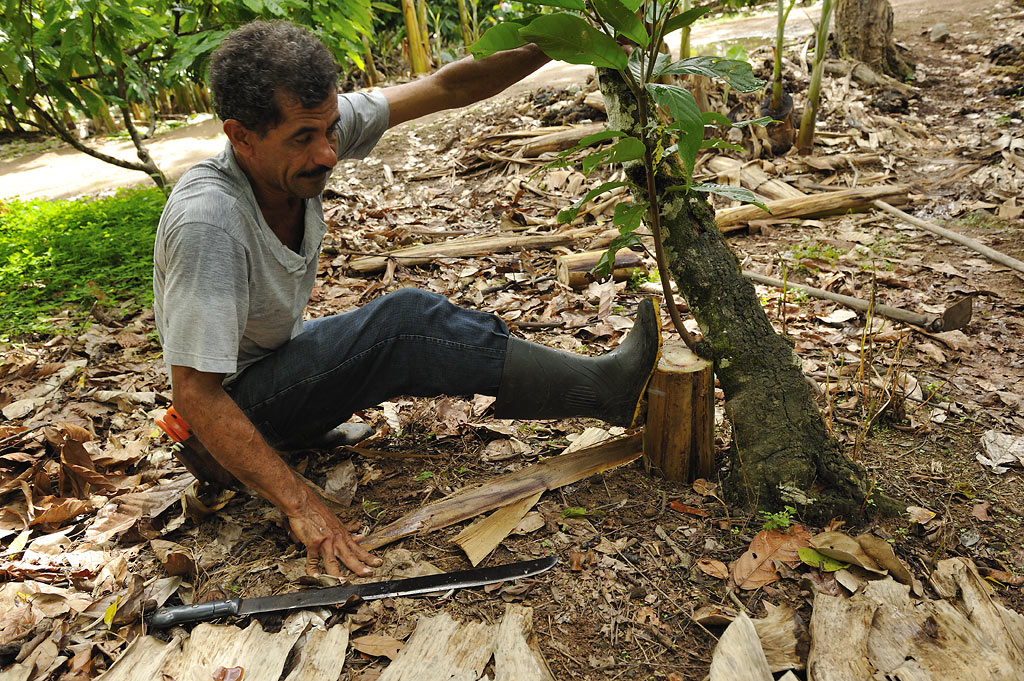 "Induction of root" ('indução de raiz')