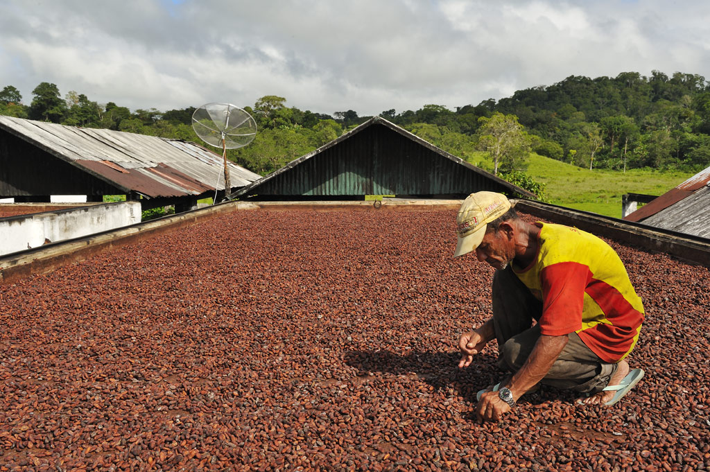 Manuel cleans the dried cocoa