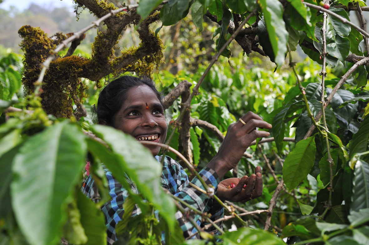 Ernte von Robust-Kaffee, Karnataka