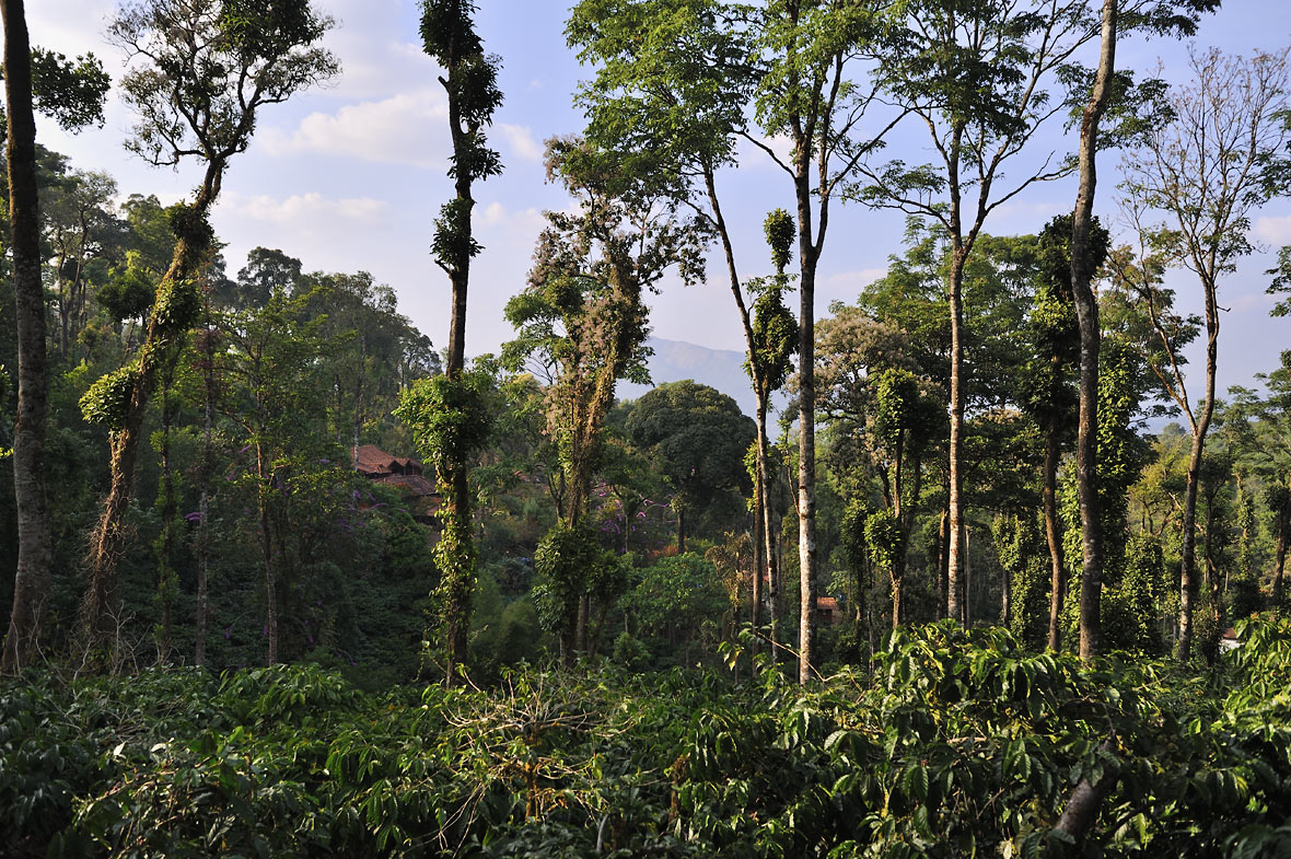 Farm "Honey Valley" des Kaffeebauern Suresh Chengappa