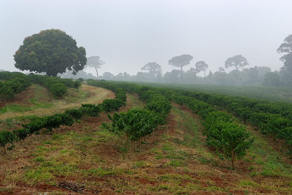 Coffee fields – 3 years old (in the morning mist)