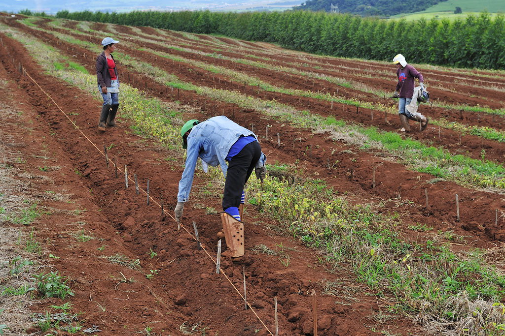 Workers to specify the distances between the newly planted trees