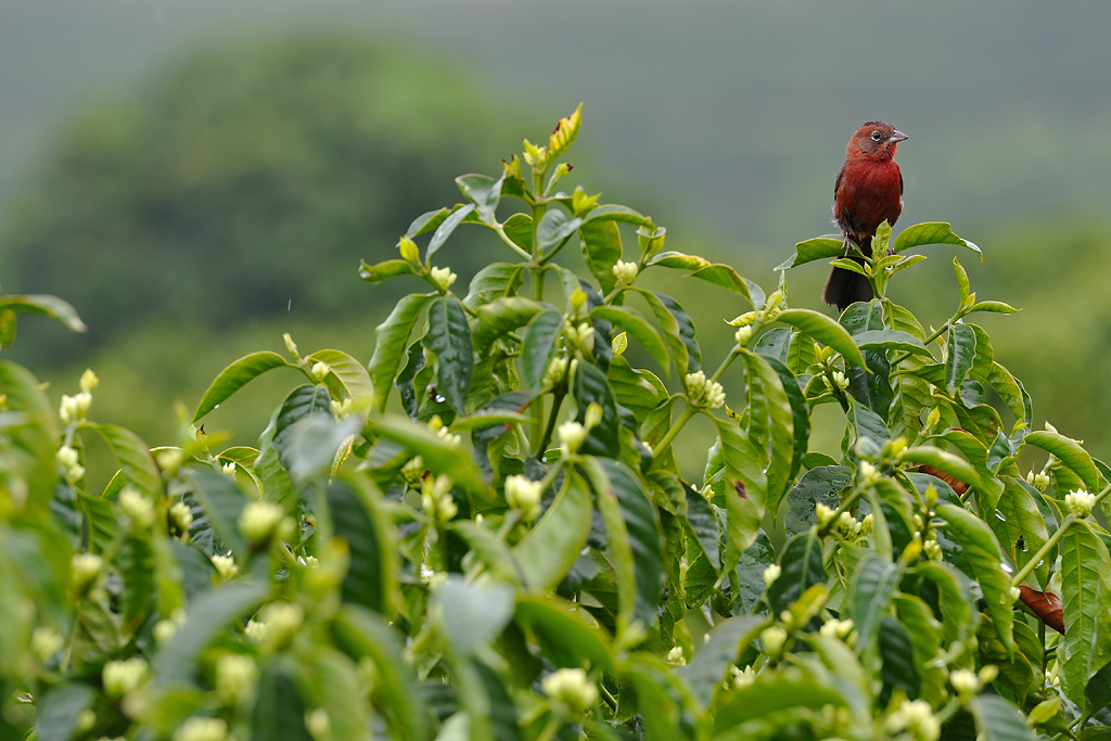 Birdie on shortly blooming coffee