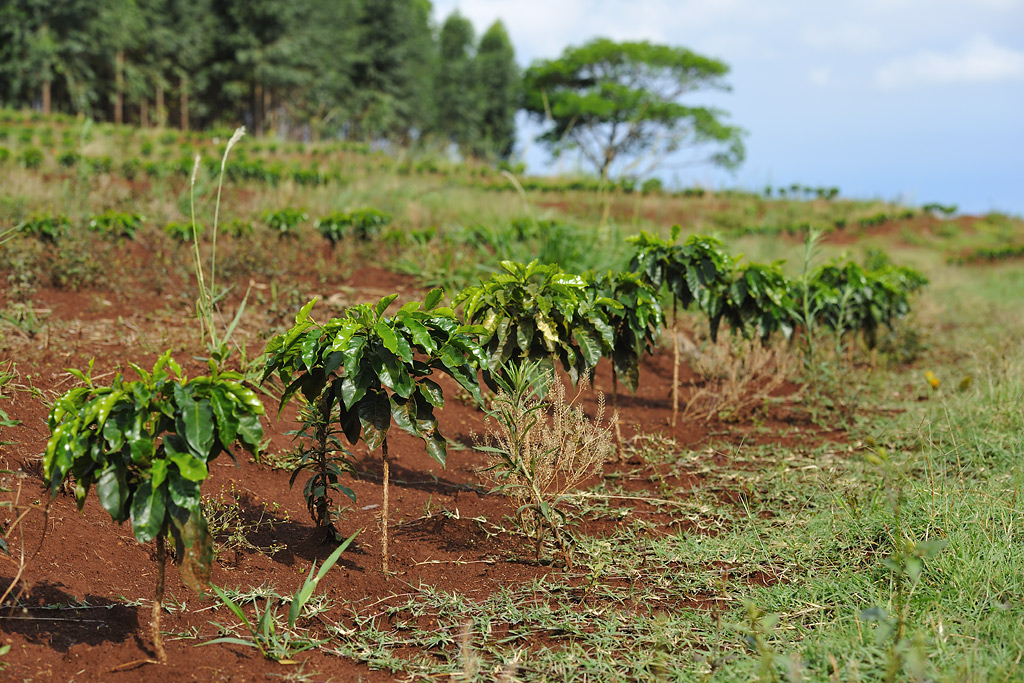 Coffee Fields – 8 months old