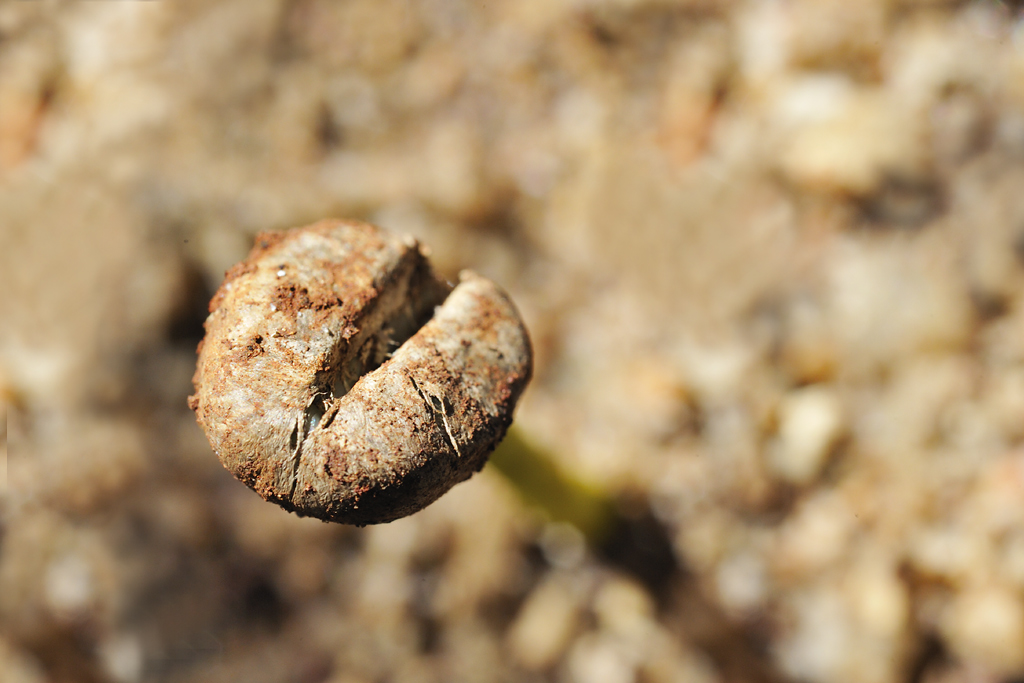 'Palito de fósforo'