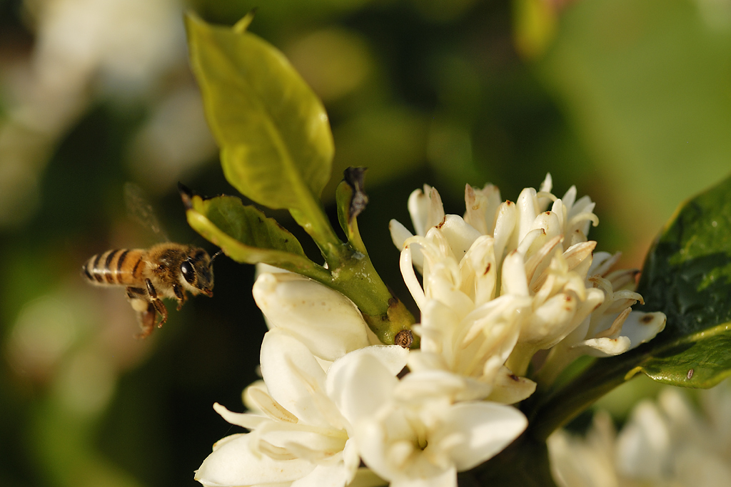 Bienen bestäuben die Kaffeeblüten zusätzlich