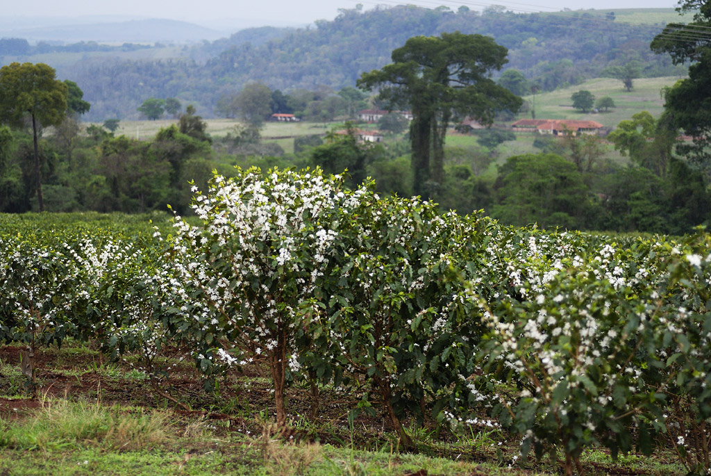 Main coffee flowering period