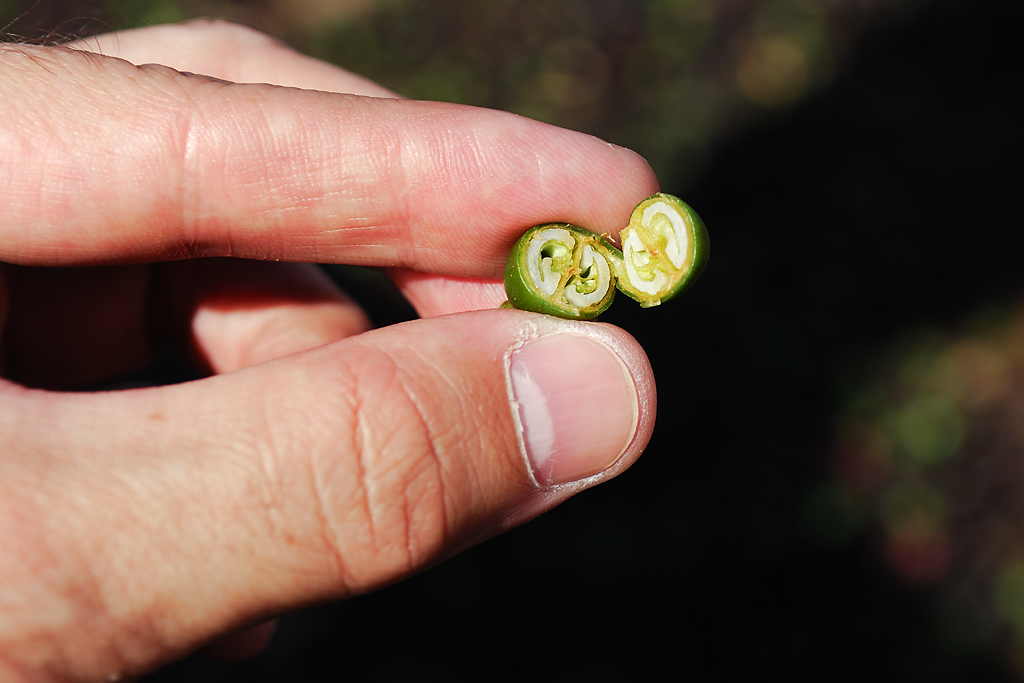 Opened, immature coffee fruit with two seeds
