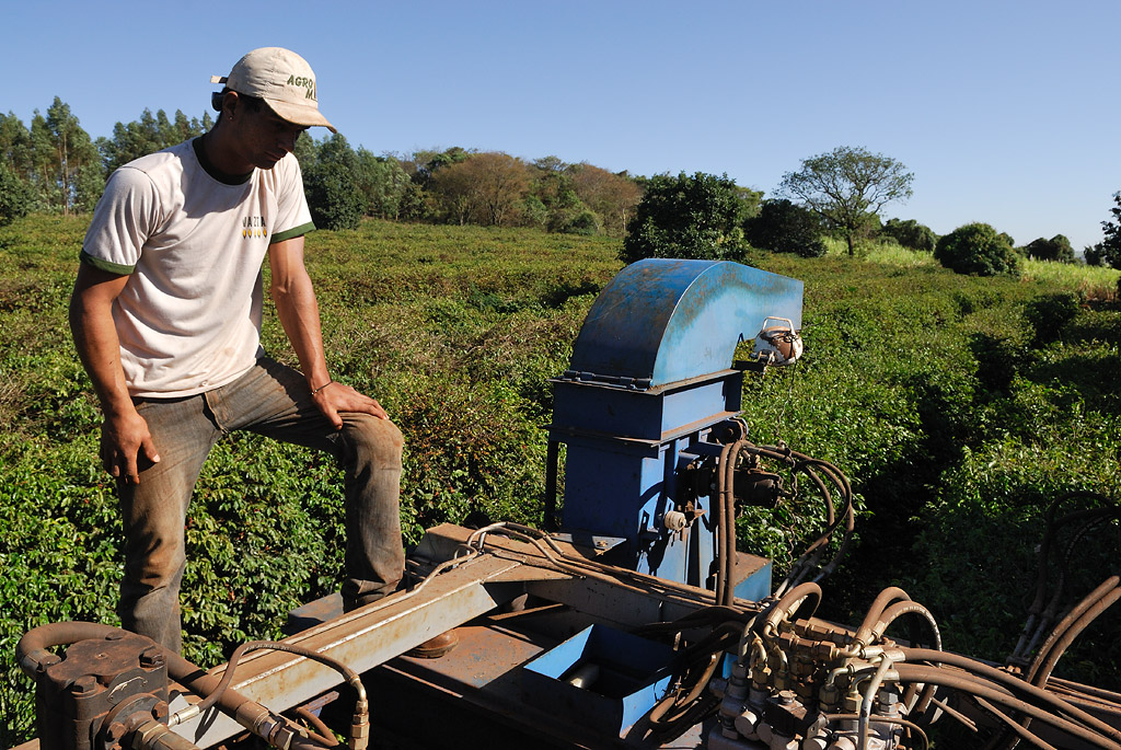 On the coffee harvest machine