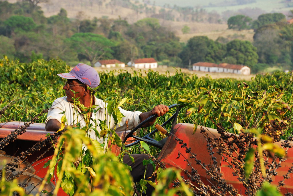 Mechanical Harvest: With the tractor in the coffee field