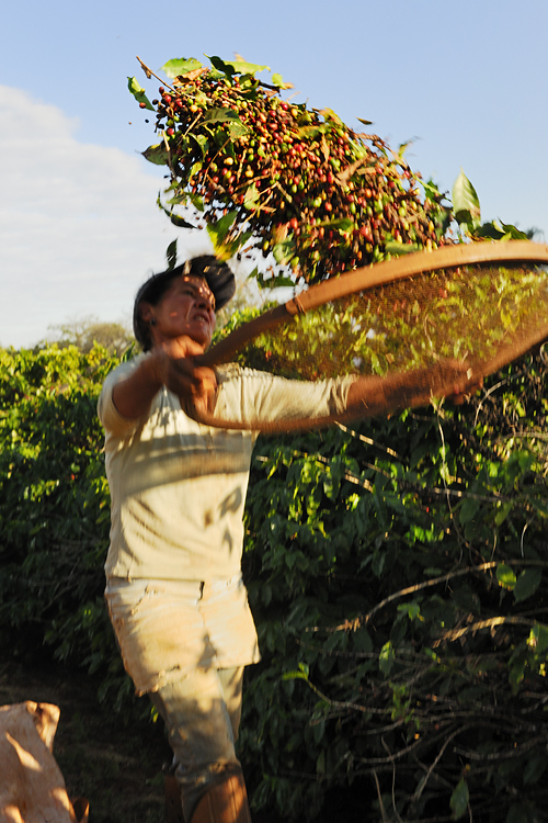 Manual harvest with the sieve