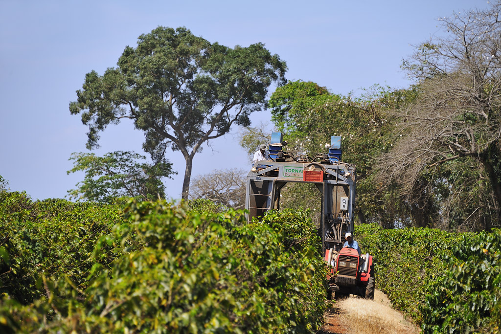 The coffee harvest machine in the field