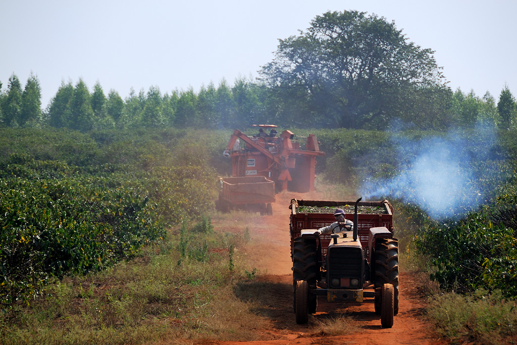 The machine-harvested coffee is transported