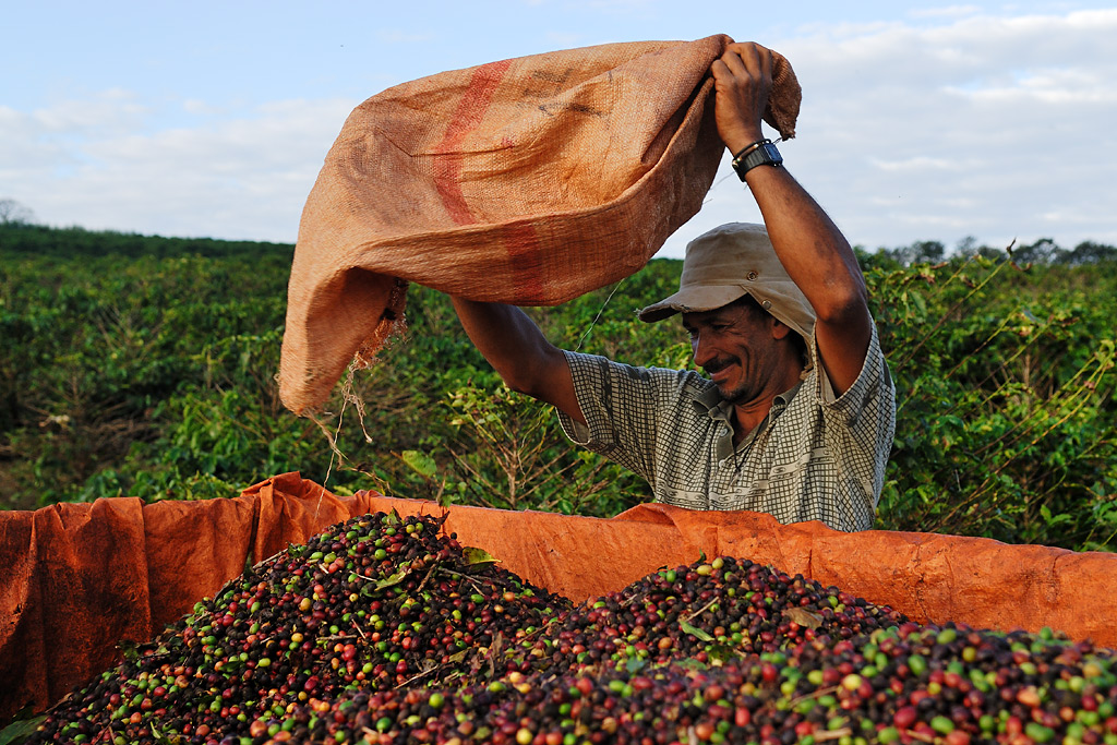 The harvested coffee is loaded