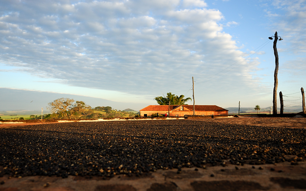 Drying area for coffee – in the background is the coffee warehouse, the 'tulha'