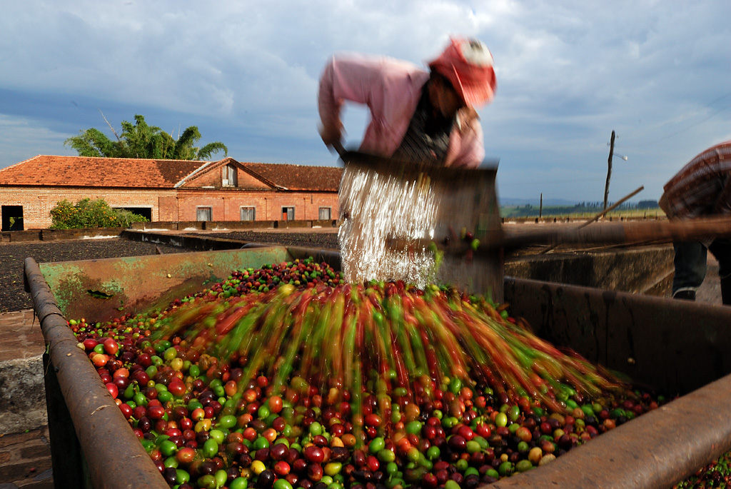 The colorful cherries are loaded into wheelbarrows